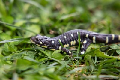 california tiger salamander covered in black with yellow dots